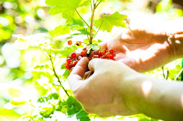 Ręka mężczyzny trzymająca naturalne czerwone porzeczki na gałęzi w ogrodzie