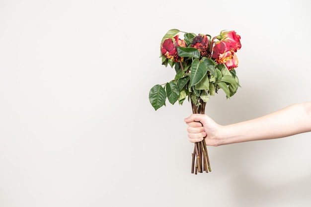 Ręka mężczyzny wyciąga bukiet zwiędłych kwiatów. suche czerwone róże i kopia miejsca