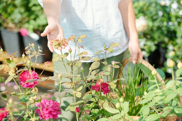 Ręka młodej współczesnej ogrodniczki z koszem trzymającym liście rosnących róż, stojącą przy jednym z małych krzaków w szklarni