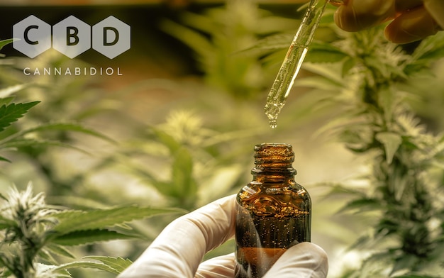 Ręka naukowca trzymająca olej konopny w szklanej butelce struktura chemiczna przemysłu konopi indyjskich CBD i THC uprawa marihuany biznes farmaceutyczny i zdrowie medyczne zielona roślina konopi
