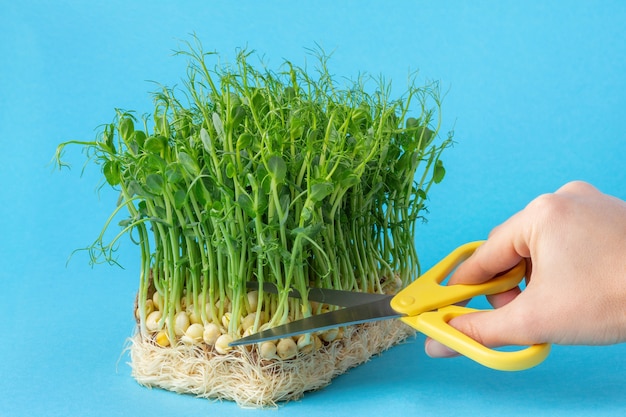 Ręka odcina kiełki grochu microgreen nożyczkami na niebieskim tle. Uprawa ekologicznych pędów roślin jadalnych w domu.