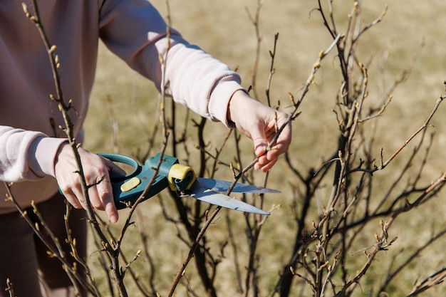 Ręka ogrodnika trzyma sekatory i przycina krzew porzeczki w słoneczny wiosenny dzień Prace sezonowe w ogrodzie Przycinanie na wiosnę
