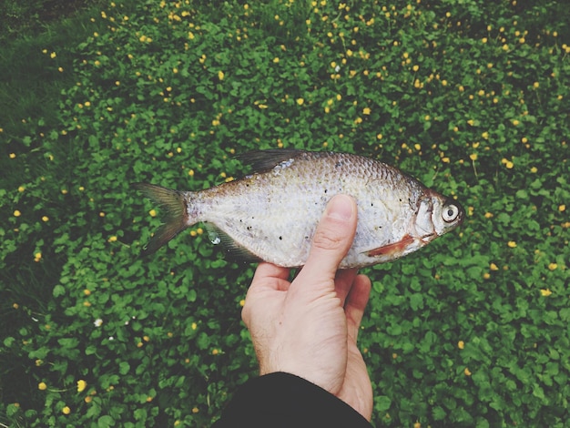 Zdjęcie ręka przycięta trzymająca ryby przy roślinach