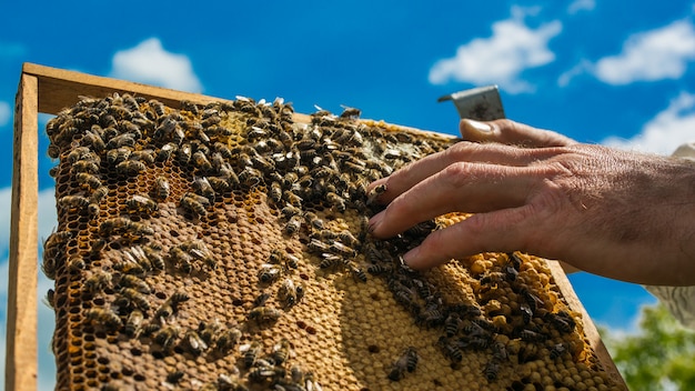 Ręka pszczelarza pracuje z pszczołami i ulami na pasiece. Pszczoły na plaster miodu. Ramki ula pszczół