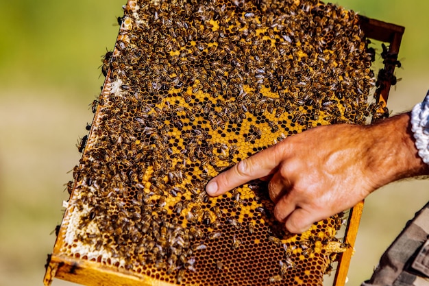 Ręka pszczelarza pracuje z pszczołami i ulami na pasiece Pszczoły na plastrach miodu Ramki ula pszczelego
