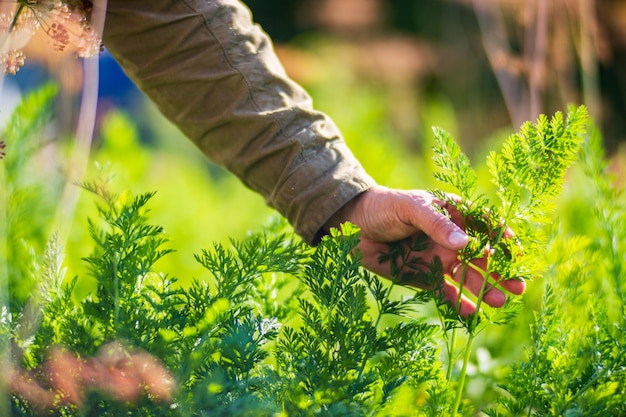 Ręka rolnika dotyka upraw rolnych z bliska Uprawa warzyw w ogrodzie Pielęgnacja i pielęgnacja zbiorów Produkty przyjazne dla środowiska