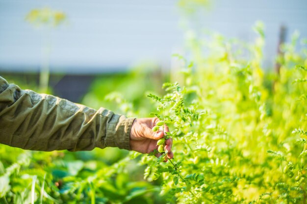 Ręka rolnika dotyka upraw rolnych z bliska Uprawa warzyw w ogrodzie Pielęgnacja i pielęgnacja zbiorów Produkty przyjazne dla środowiska