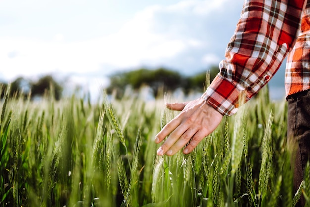 Ręka rolnika dotykająca młodych kłosów zielonych upraw Dojrzewanie kłosów pola pszenicy