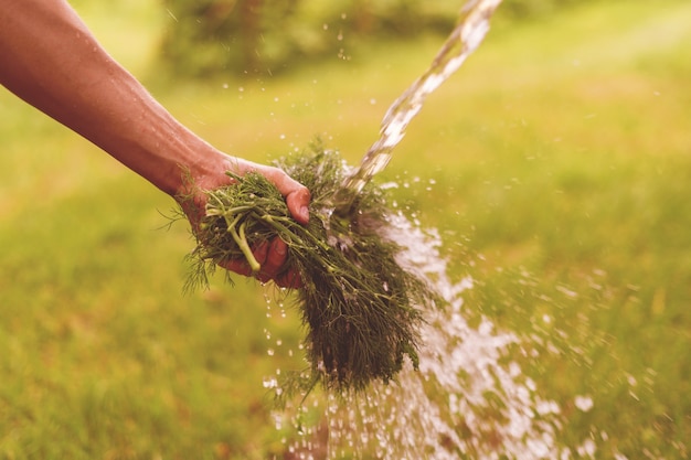 ręka rolnika mycie zieleniny ziół i warzyw w ogrodzie rozbryzgami wody