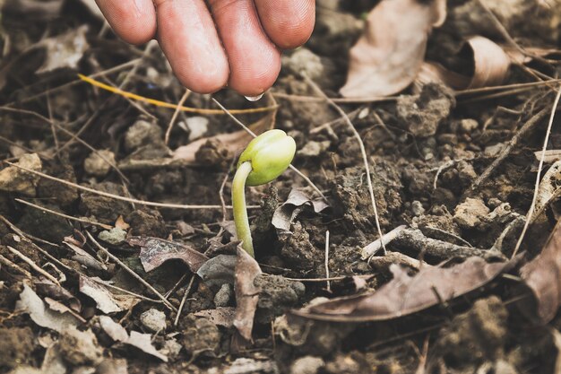 Ręka rolnika podlewania młodej rośliny