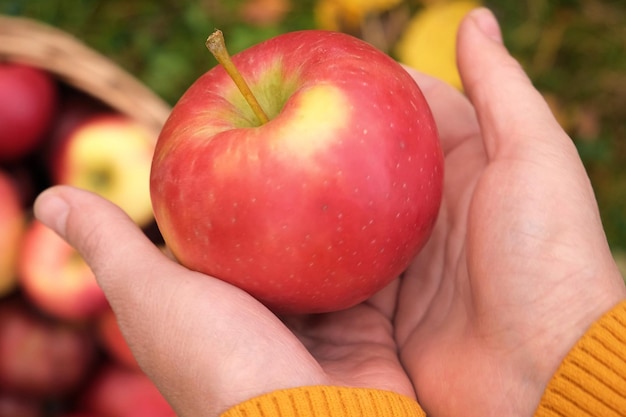 Ręka rolnika trzymająca duże czerwone jabłka na koszyku jabłek tło sad jabłkowy zbiory zbieranie świeżych owoców organicznych jesienne uprawy ogród owocowy przy jesiennych zbiorach jesienny pochmurny dzień miękki cień