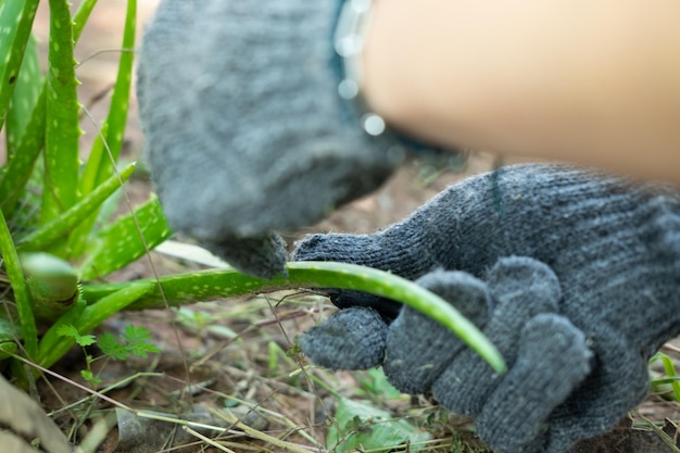 Ręka rolnika używa noża do cięcia i obierania rośliny aloe vera