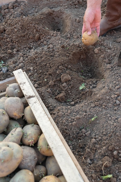 Ręka rolnika wrzuca bulwę ziemniaka do ziemi. Sadzenie ziemniaków w Rosji. Selektywne skupienie