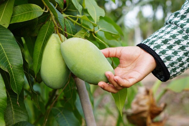 Ręka rolnika zbierająca mango na drzewie