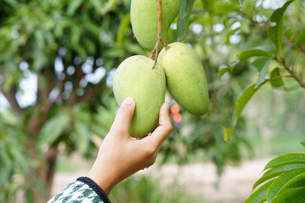 Ręka rolnika zbierająca mango na drzewie