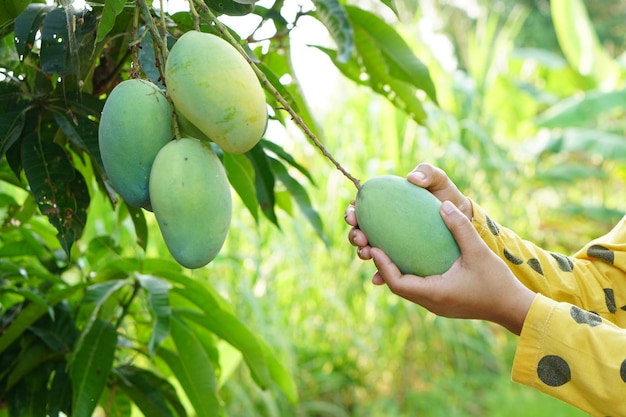 Ręka rolnika zbierająca mango na drzewie