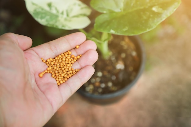 Ręka sadzarki podająca nawóz Liść Alocasia macrorrhizos w doniczce lokalnej farmy roślin