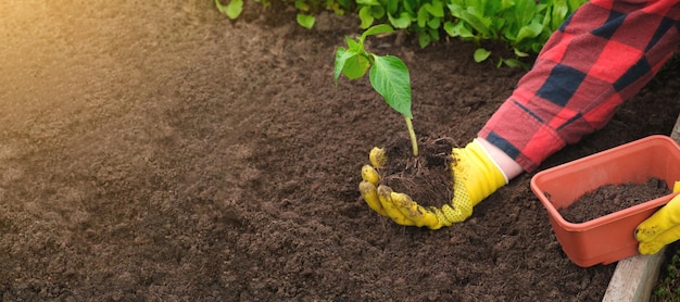 Ręka sadzonki ogrodnika młodych roślin warzywnych w żyznej glebie. Ręce kobiety w żółtych rękawiczkach