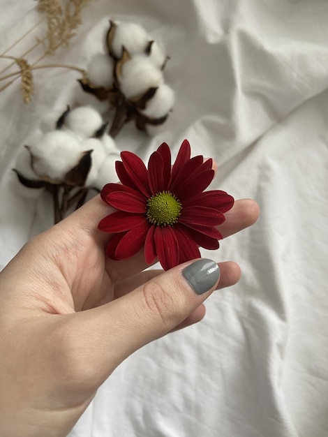 Ręka trzyma czerwony kwiat z białym tłem.