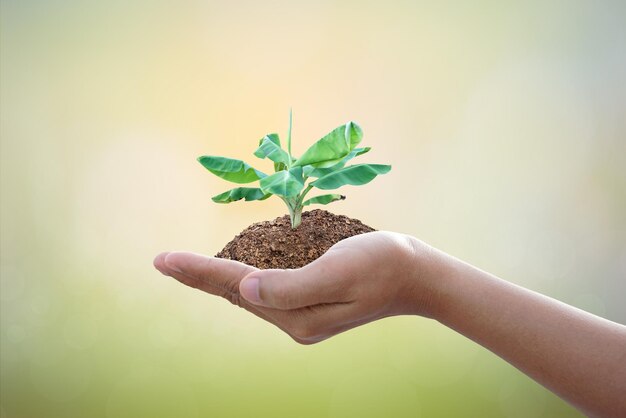 Ręka trzyma duże drzewo rosnące na zielonym tle eko koncepcja dnia ziemi