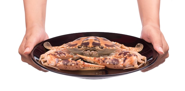 ręka trzyma gotowanego kraba przygotowanego na talerzu na białym tle