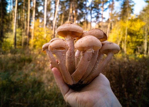 Zdjęcie ręka trzyma grzyby miodowe w jesiennym lesie zbliżenie piękne grzyby jadalne