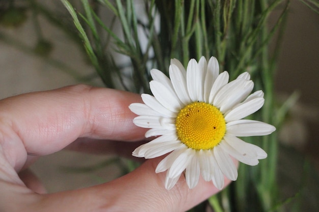 Ręka trzyma kwiat stokrotki z białymi płatkami