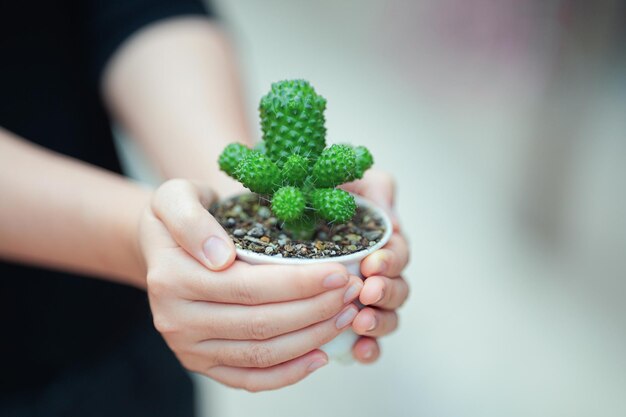 Ręka trzyma małą doniczkę z kaktusami z rozmytym tłem