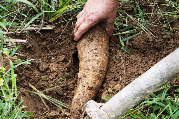 Ręka trzyma maniok wciąż w ziemi