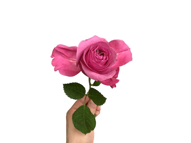 Ręka trzyma piękną menchii róży na białym tle
