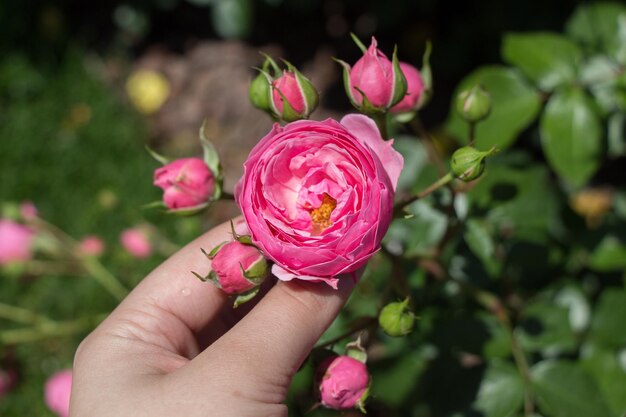 Ręka trzyma różę w ogrodzie różanym