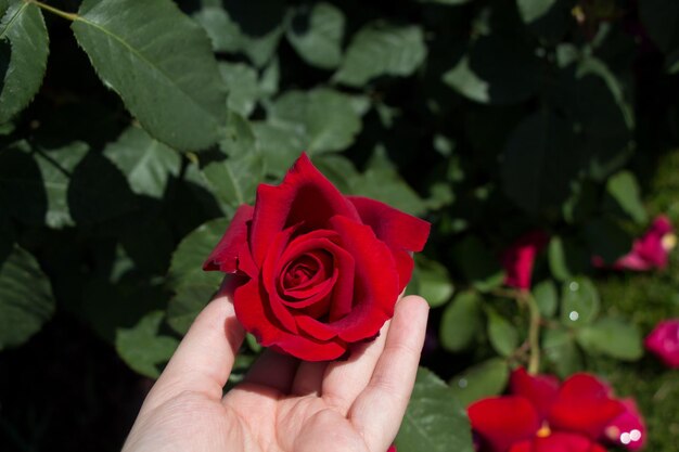 Ręka trzyma różę w ogrodzie różanym