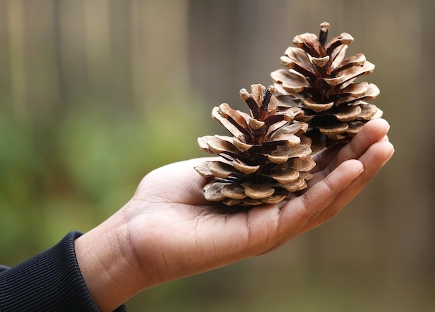 Ręka trzyma szyszka sosny natura na zewnątrz