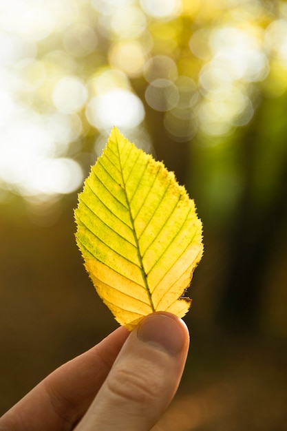 Ręka trzyma żółty, pomarańczowy, zielony jesienny liść na tle jesiennego lasu. Jesienny nastrój. Jesień season.sunny tło.