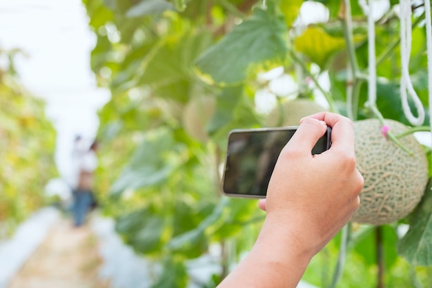 Ręka trzymać mobilny smartphone wziąć zdjęcie do melona świeżego melona lub Cantaloup