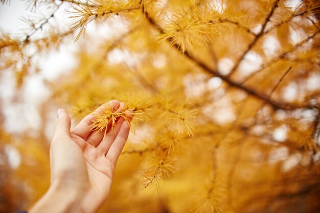 Ręka trzymać złotą jesień z żółtymi drzewami