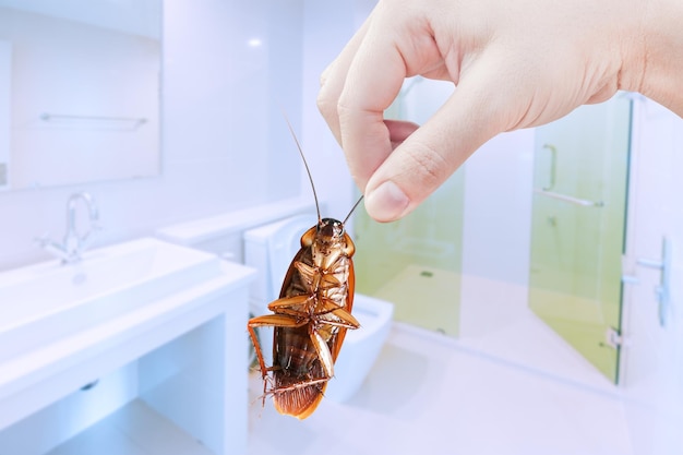 Ręka trzymająca brązowego karalucha na tle toalety eliminuje karalucha w toalecie Karaluchy jako nosiciele chorób
