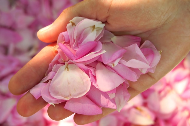 Ręka Trzymająca Garść Różowych Płatków Róży Herbaty