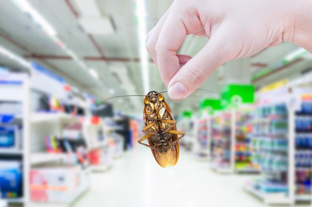 Ręka trzymająca karalucha w supermarkecie wyeliminuj karalucha w centrum handlowym