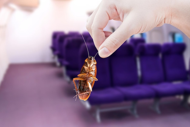 Ręka trzymająca karaluchy z kabiną samolotu z przedziałami zakłócającymi tło została wyeliminowana pomysł pozbycia się owadów i zainstalowania systemów ochrony przed owadami w samolotach