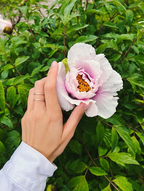 Ręka w białą kurtkę i srebrny pierścionek z biżuterią trzyma kwiat piwonii. Zdjęcie do reklamy