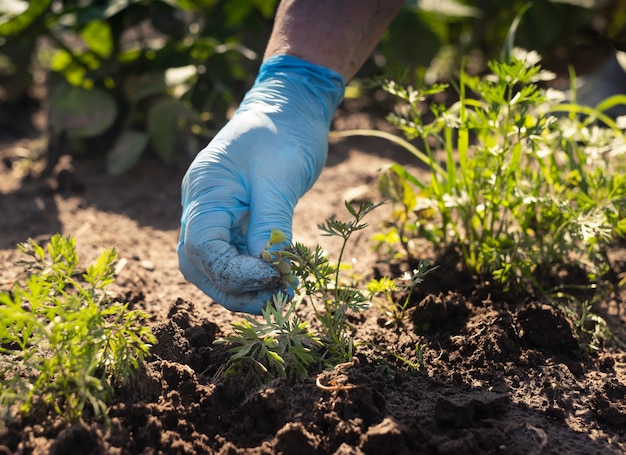 Ręka w niebieskich rękawiczkach do usuwania chwastów z ziemi w zielonym ogrodzie warzywnym w okresie letnim