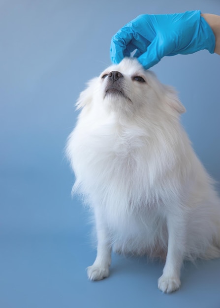 Ręka w niebieskiej rękawiczce medycznej drapie się po głowie małego, białego pieska rasy pomeranian