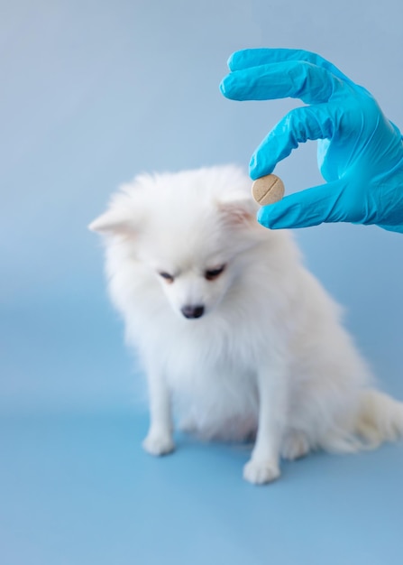 Ręka w niebieskiej rękawiczce medycznej wyciąga dużą tabletkę małemu, białemu psu rasy pomeranian