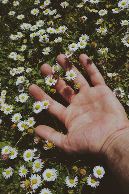 ręka z białych stokrotek kwiatów na wiosnę