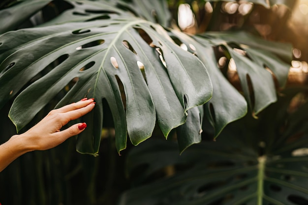 Ręka z klasycznym czerwonym kolorem manicure na dużym zielonym liściu monstera. Kaukaski kobieta w tropikalnym lesie o świcie. Lato, wakacje, koncepcja roślin.