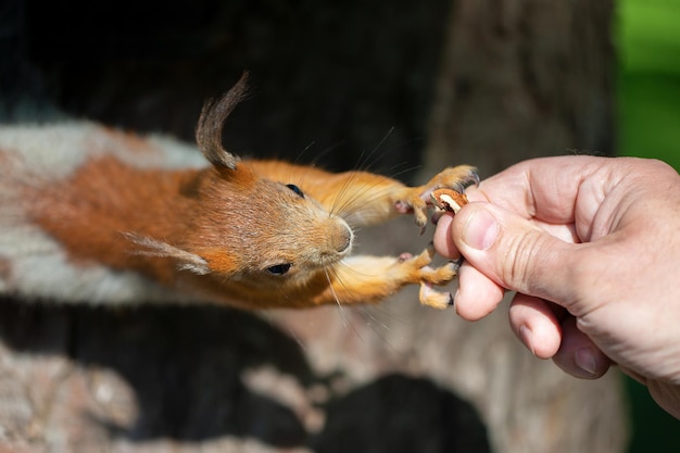 Ręka z nakrętką i wiewiórką Mężczyzna karmi wiewiórkę