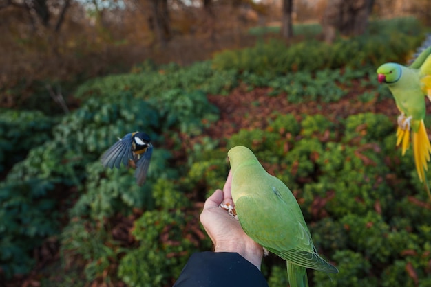 Ręka z papugą i ptakiem w locie w London Park