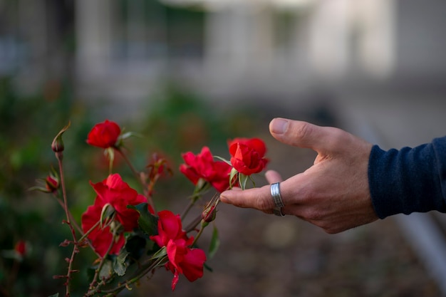 Zdjęcie ręka z pierścieniami głaszcząca niektóre czerwone kwiaty w przyrodzie