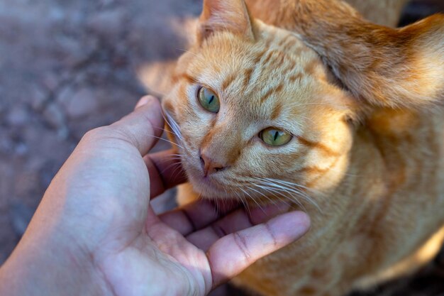 Ręka Z Uroczym Pomarańczowym Kotem